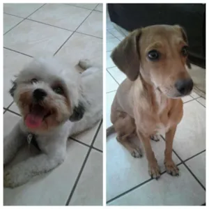 Cachorro raça SRD idade 2 anos nome Nina e Shitzu