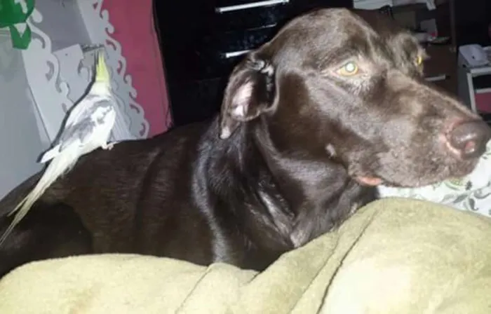 Cachorro ra a Labrador  idade 3 anos nome Rathy