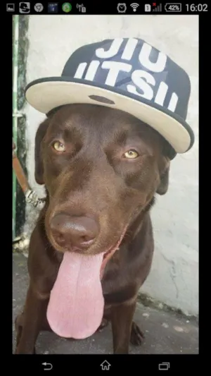 Cachorro raça Labrador  idade 3 anos nome Rathy