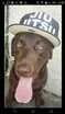 Cachorro raça Labrador  idade 3 anos nome Rathy