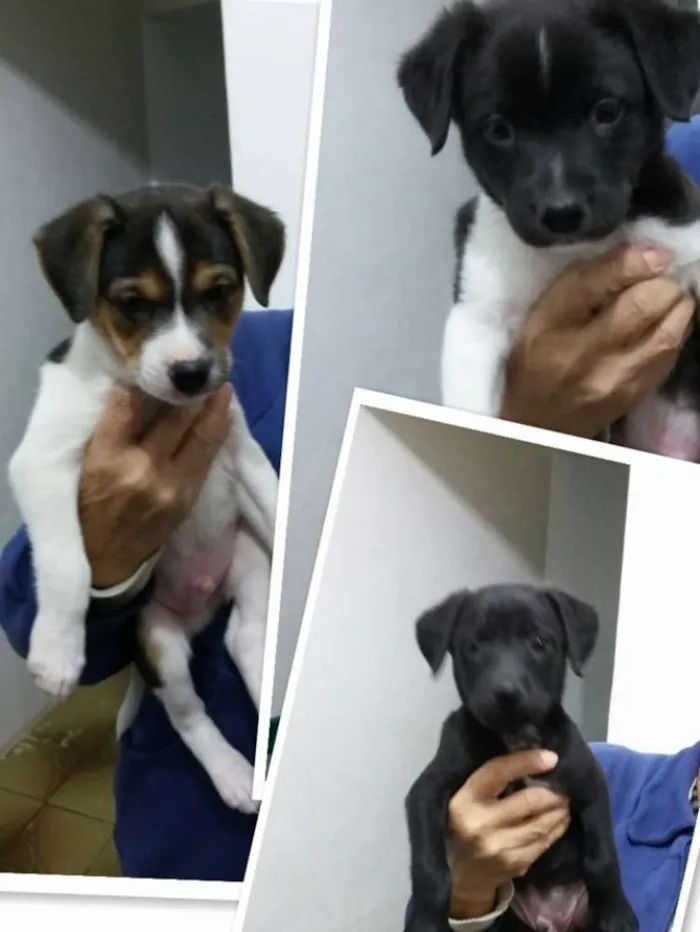 Cachorro ra a Vira-lata idade Abaixo de 2 meses nome Filhote 1