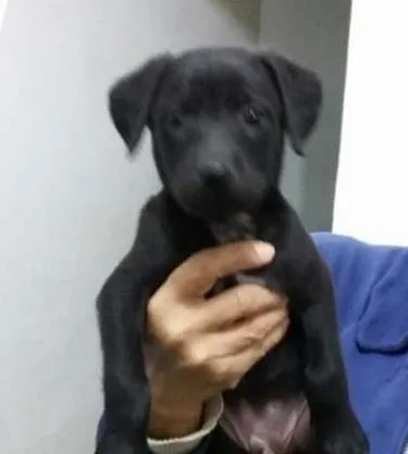 Cachorro ra a Vira-lata idade Abaixo de 2 meses nome Filhote 1