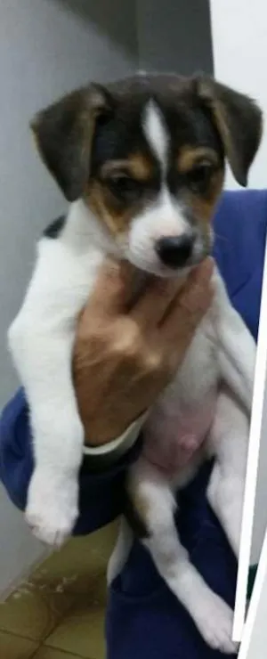 Cachorro raça Vira-lata idade Abaixo de 2 meses nome Filhote 2