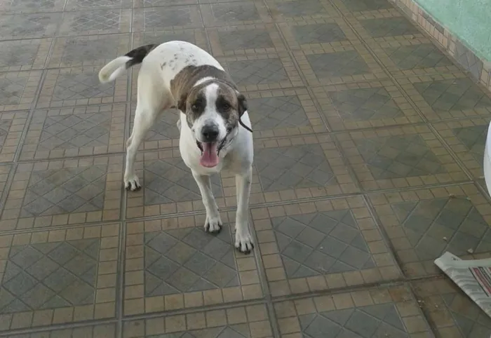 Cachorro raça Não sei idade 3 anos nome Branca