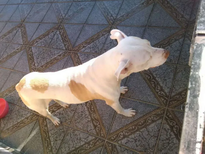 Cachorro ra a Pitbull idade 2 anos nome Menina (nina)