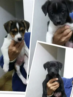 Cachorro raça Vira-lata idade Abaixo de 2 meses nome Filhote 3
