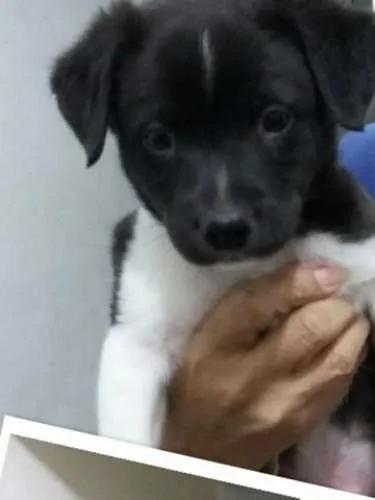 Cachorro ra a Vira-lata idade Abaixo de 2 meses nome Filhote 3