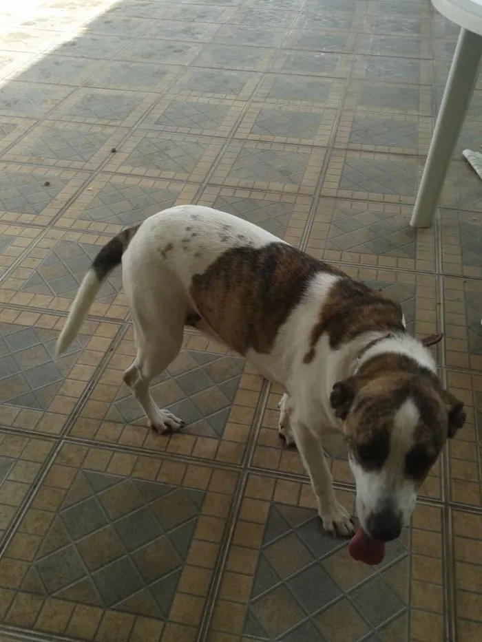Cachorro raça Não sei idade 3 anos nome Branca
