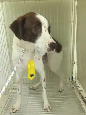Cachorro raça SRD idade 2 anos nome Hachi