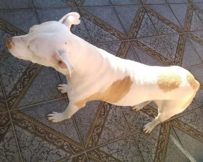 Cachorro ra a Pitbull idade 2 anos nome Menina (nina)