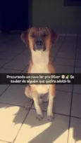 Cachorro raça Mestiço de Jack Russell idade 7 a 11 meses nome Oliver 