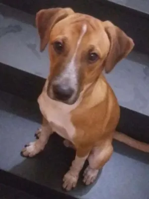 Cachorro raça Mestiço de Jack Russell idade 7 a 11 meses nome Oliver 