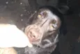 Peque