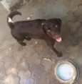 Peque