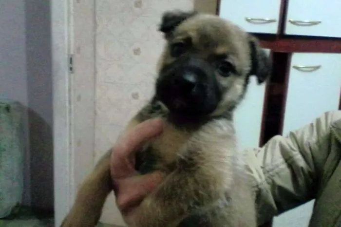 Cachorro ra a SRD idade Abaixo de 2 meses nome Sem nome