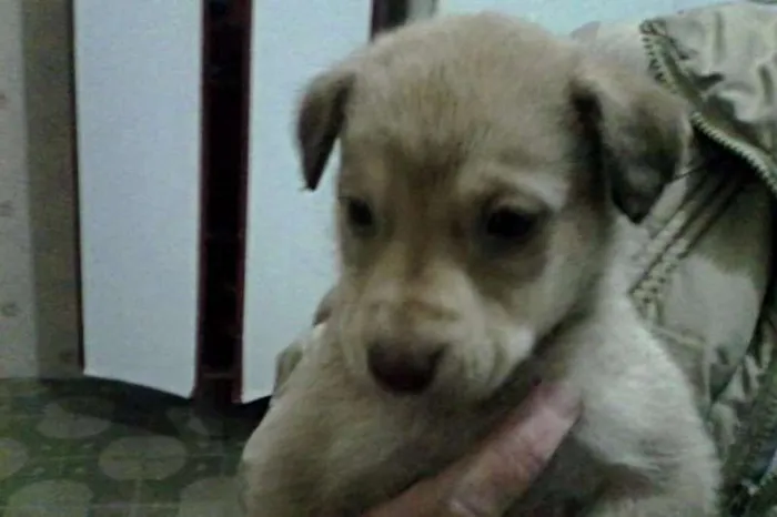 Cachorro ra a SRD idade Abaixo de 2 meses nome Sem nome