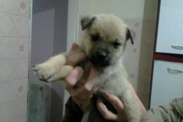 Cachorro ra a SRD idade Abaixo de 2 meses nome Sem nome