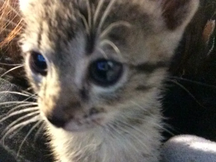 Gato ra a  idade Abaixo de 2 meses nome Pandora