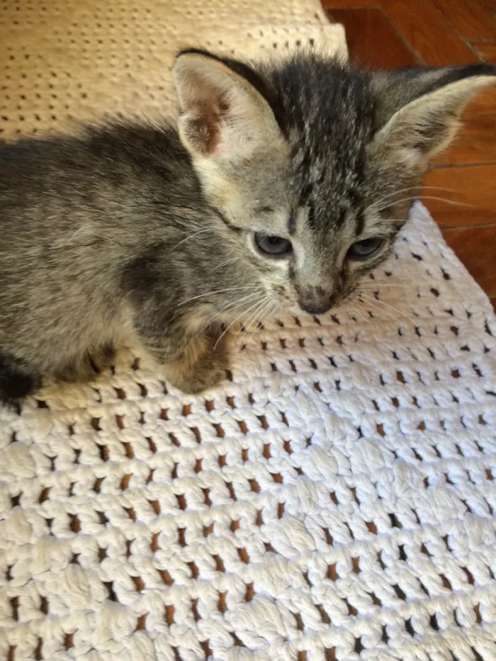 Gato ra a  idade Abaixo de 2 meses nome Pandora