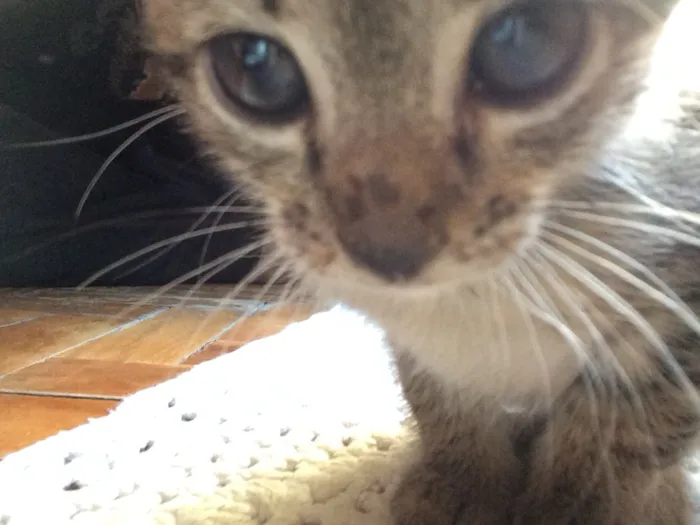Gato ra a  idade Abaixo de 2 meses nome Pandora