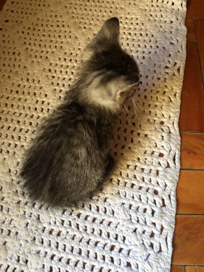 Gato ra a  idade Abaixo de 2 meses nome Pandora