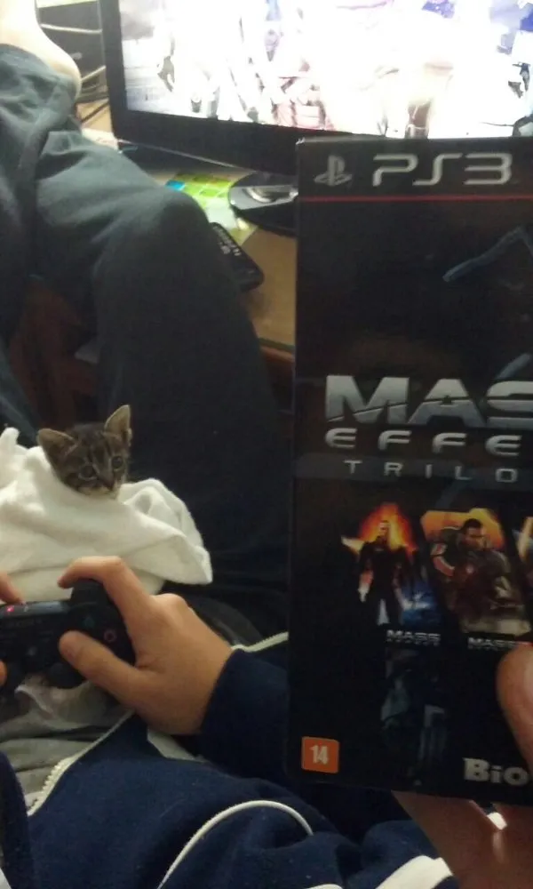 Gato ra a  idade Abaixo de 2 meses nome Pandora