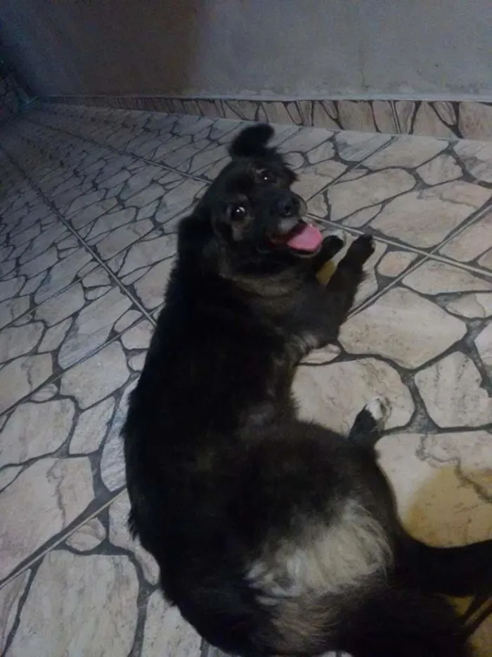 Cachorro ra a Vira-lata idade 2 anos nome Mabel