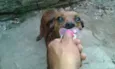 fuinha