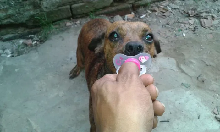Cachorro ra a misturada idade 1 ano nome fuinha