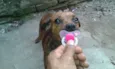 fuinha