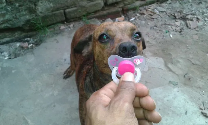 Cachorro ra a misturada idade 1 ano nome fuinha