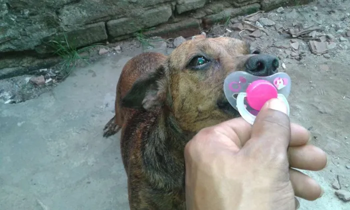 Cachorro ra a misturada idade 1 ano nome fuinha