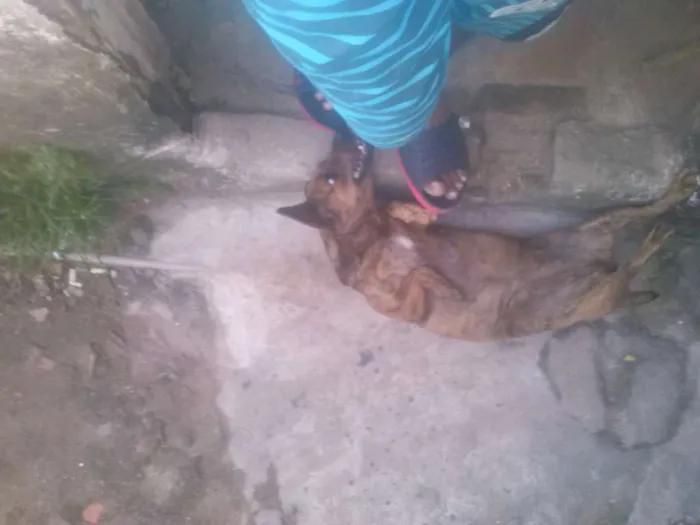 Cachorro ra a misturada idade 1 ano nome fuinha