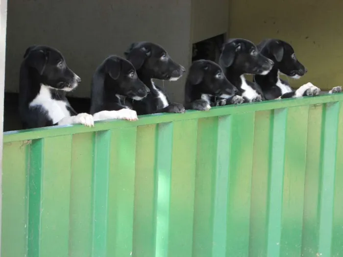 Cachorro raça A mãe é pastor Belga branco com Golden retriever e o pai é dálmata idade 2 a 6 meses nome Filhotes