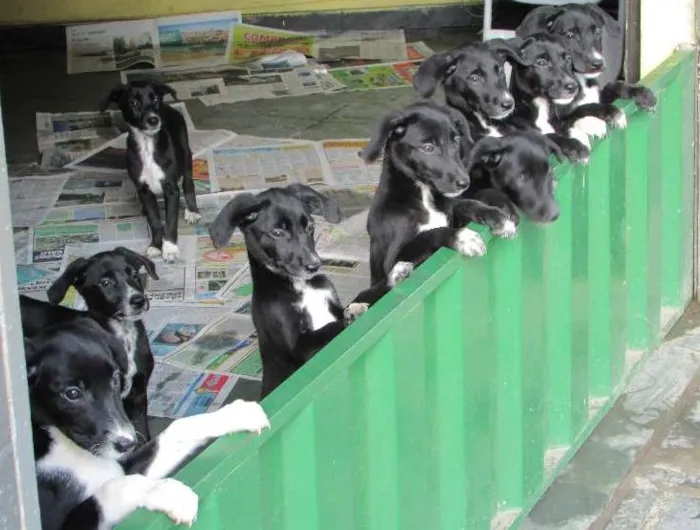Cachorro raça A mãe é pastor Belga branco com Golden retriever e o pai é dálmata idade 2 a 6 meses nome Filhotes
