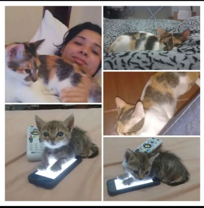 Gato ra a SRD idade 7 a 11 meses nome Lilica
