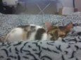 Lilica