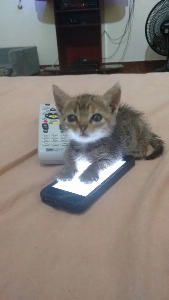 Gato ra a SRD idade 7 a 11 meses nome Lilica