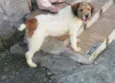 Jhony