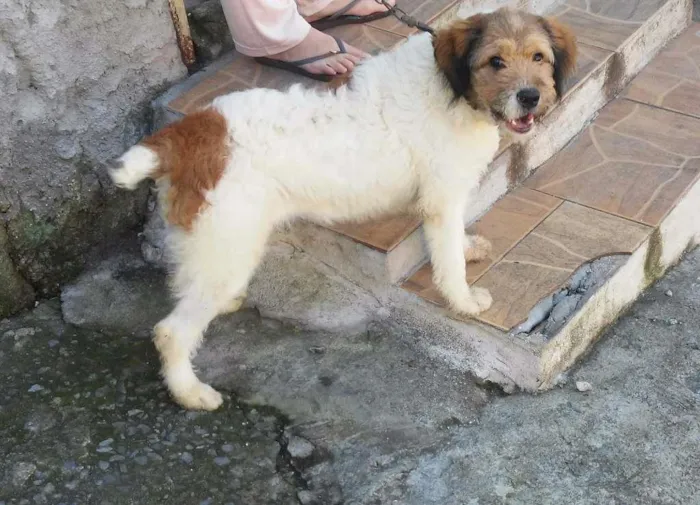 Cachorro ra a  idade 7 a 11 meses nome Jhony