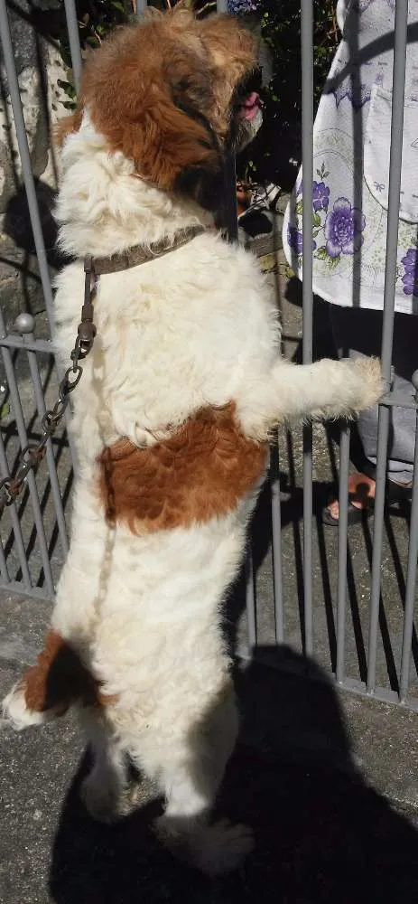 Cachorro ra a  idade 7 a 11 meses nome Jhony