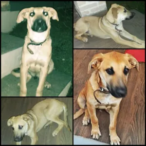 Cachorro raça Viralata idade 2 a 6 meses nome Thor