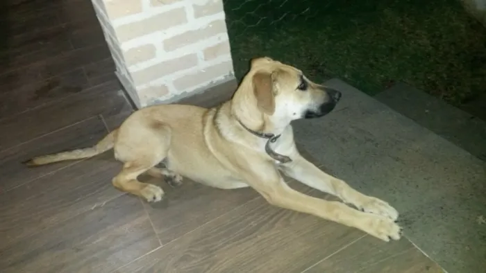Cachorro ra a Viralata idade 2 a 6 meses nome Thor
