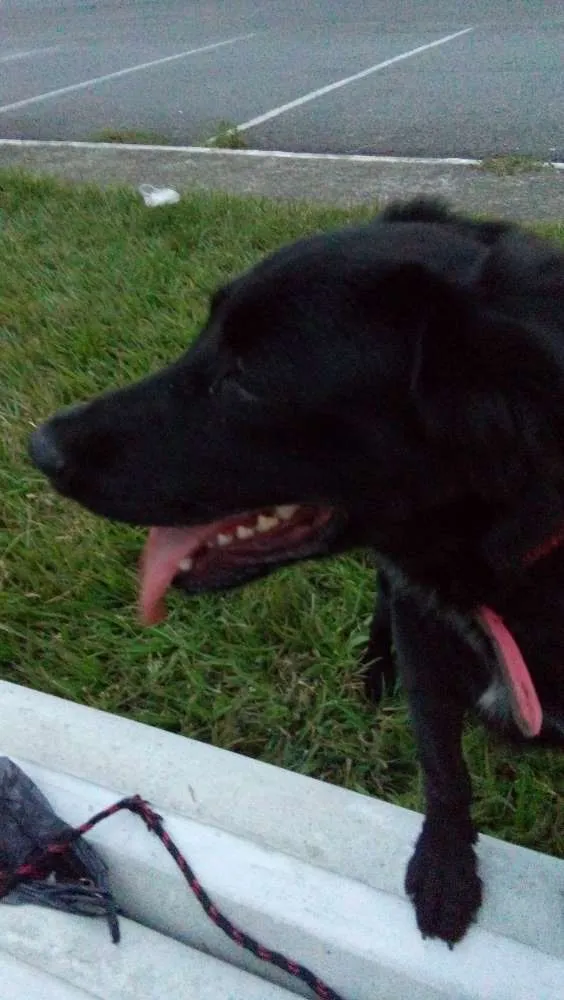 Cachorro ra a golden idade 2 a 6 meses nome lessy