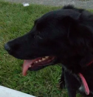 Cachorro raça golden idade 2 a 6 meses nome lessy