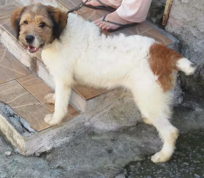 Cachorro ra a  idade 7 a 11 meses nome Jhony