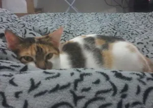 Gato raça SRD idade 7 a 11 meses nome Lilica