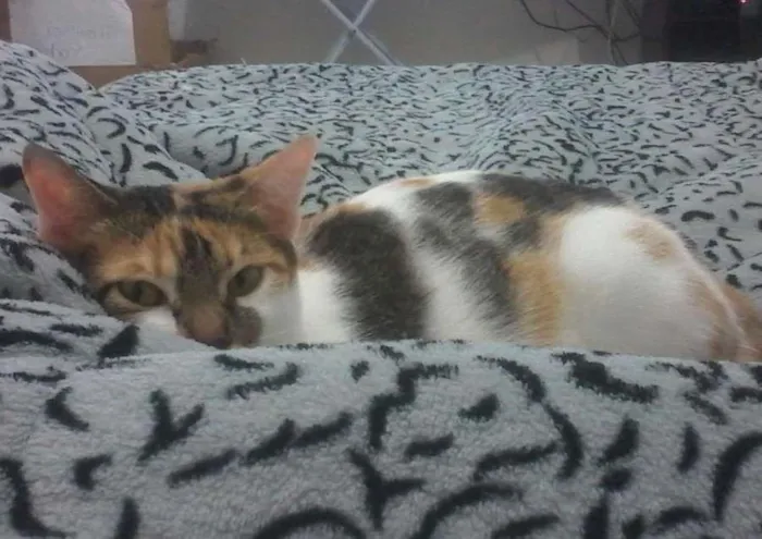 Gato ra a SRD idade 7 a 11 meses nome Lilica