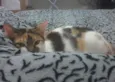 Lilica