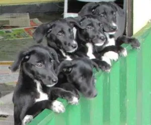 Cachorro raça A mãe é pastor Belga branco com Golden retriever e o pai é dálmata idade 2 a 6 meses nome Filhotes